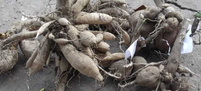 Размножение георгин клубнями