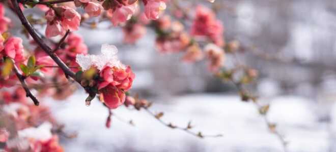Яркое цветение айвы японской — самые красивые виды и сорта хеномелеса
