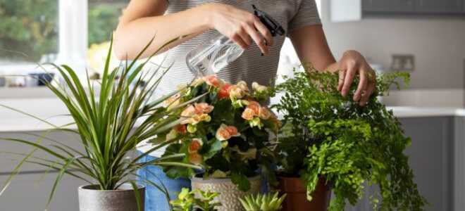 6 советов как сохранить комнатные растения, пока вы в отпуске