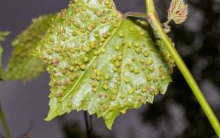 Какие вредители опасны для винограда — способы и методы защиты