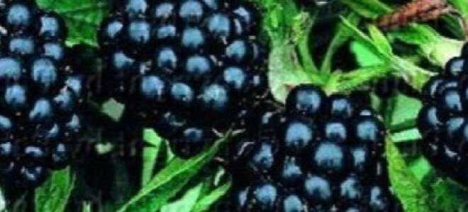 Ежевика — выращивание с умом для получения стабильно высоких урожаев