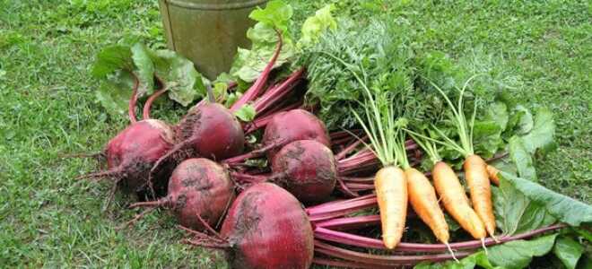 Уборка моркови и свеклы