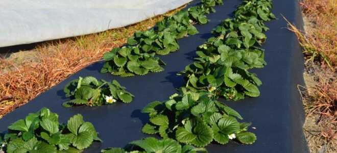 Подготовка почвы и грядок для клубники своими руками весной, состав и кислотность грунта для земляники