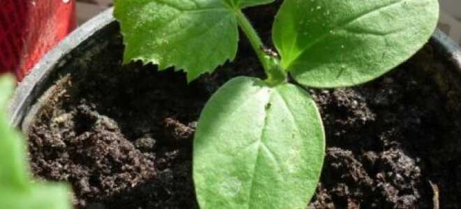 Рассада огурцов вытянулась, что делать, почему это происходит