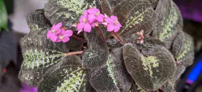 Бертолония — растение с характером и роскошными узорами на листьях