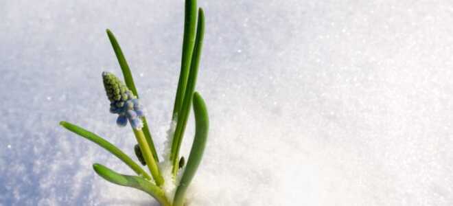 Запах весны: как определить приход тепла по народным приметам