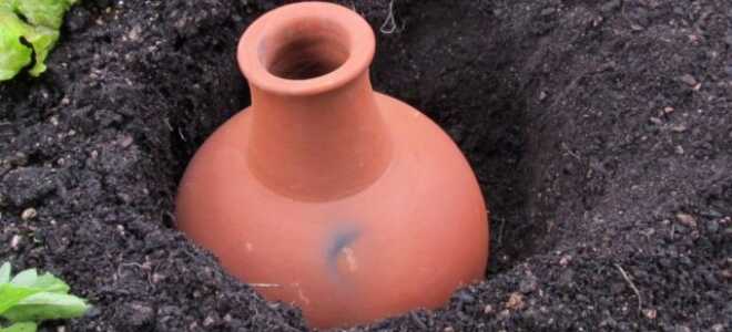 Древняя техника полива растений — что такое олла и как она вам пригодится