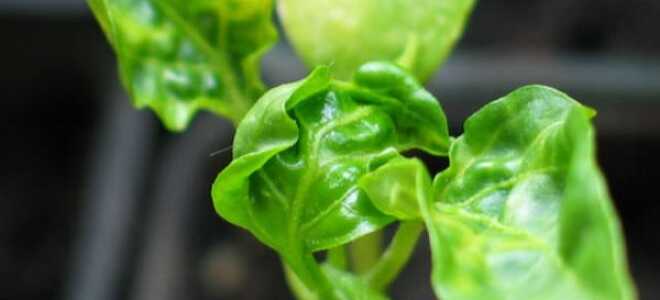 Скручиваются листья у перцев: почему, что делать