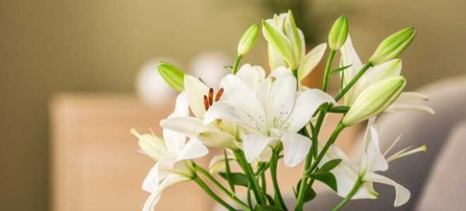 Выбираем букет: какие цветы будут стоять долго?