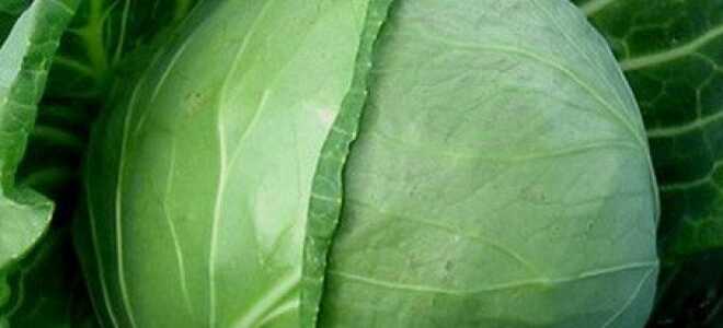 Как сажать капусту на рассаду и получить хороший урожай + Видео