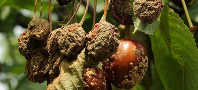 Вредители и болезни вишни: описание и способы лечения