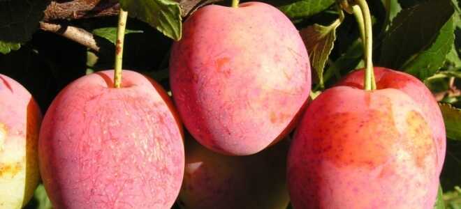 Сорт сливы Болховчанка, описание, характеристика и отзывы, особенности выращивания