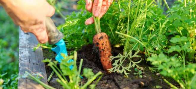 Распространенные вредители и болезни моркови