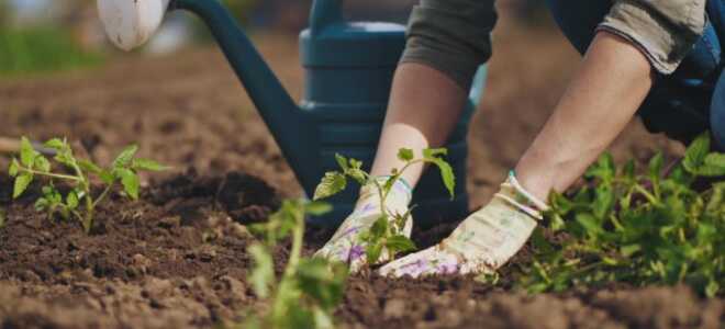 Секрет здоровых растений и достойного урожая — стимуляторы роста