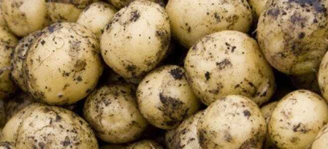 Технология выращивания картофеля из семян