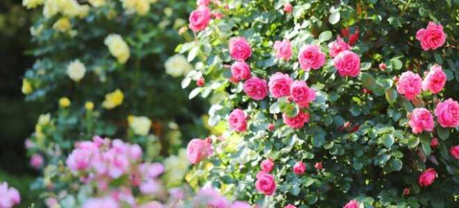 Что такое розарий, каким он бывает и какие сорта роз для него выбрать