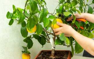 Урожай лимонов в домашних условиях — подробная инструкция ухода за цитрусовым