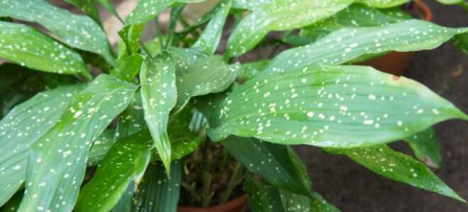 Аспидистра — растение для тех, кто ценит простой уход