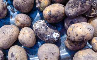 Урожай без потерь: как спасти картофель от гнилей в хранилище