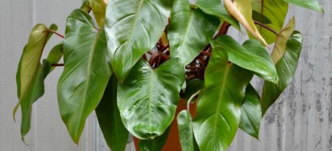 Филодендрон краснеющий — яркая внешность при скромных запросах