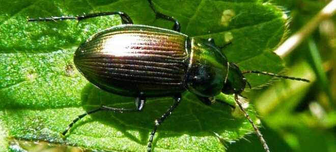 Жужелицы — неутомимые помощники в нашем саду