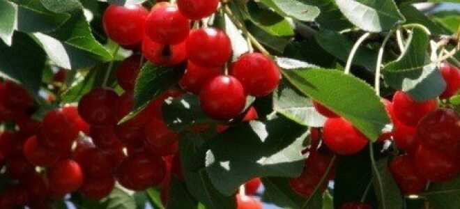 Как правильно посадить вишню +видео