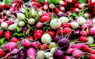 4 недооцененных корнеплода — чем хороши репа, редька, редис и брюква