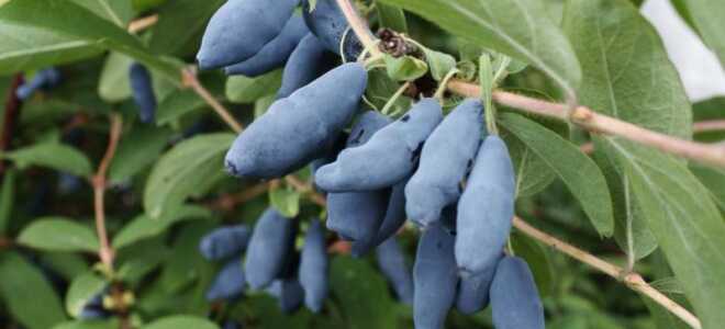 Жимолость съедобная Волхова, Камчадалка, Лазурная, Гжелка: описание, сорта для Подмосковья, посадка, выращивание и уход, размножение, фото