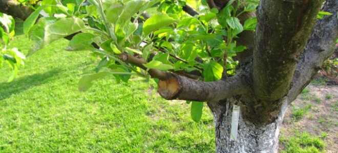 Мои прививки, или Как я разнообразила свой сад новыми сортами