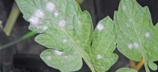 Белые пятна на листьях помидоров: почему появляются, что делать