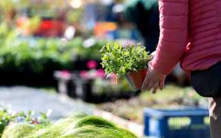 Сад под угрозой — 7 злостных сорняков «в подарок» из питомника