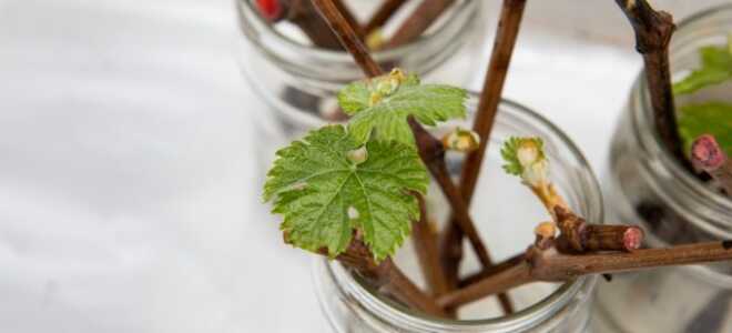 Клоны вокруг нас: разбираемся в нюансах вегетативного размножения растений