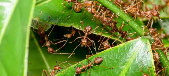 Неоднозначные муравьи — полезные помощники или беспощадные вредители?