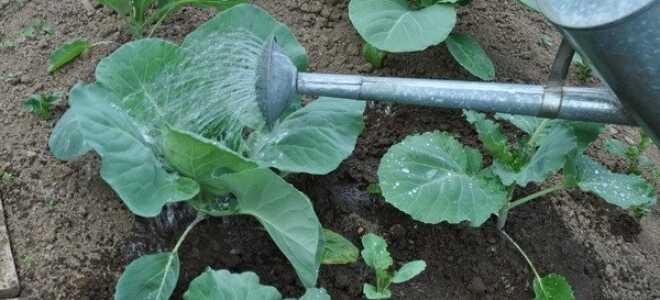 Полив капусты