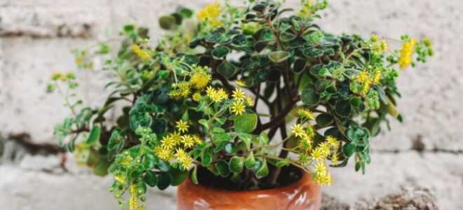 Дерево любви, или аихризон — суккулент благополучия