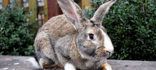 Разведение кроликов для начинающих — породы, уход, получение потомства