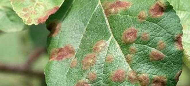 Коричневые пятна на листьях яблони: причины появления, что делать