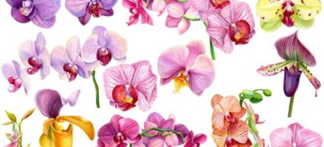 Несколько простых советов любителям орхидей