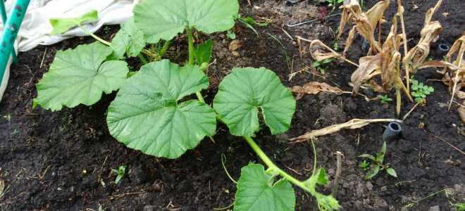 Когда и как сажать тыкву на рассаду, варианты посадки семян, особенности выращивания в домашних условиях, как посадить правильно