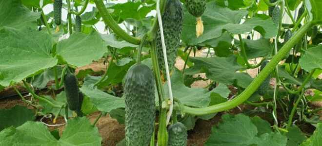 Знай врага в лицо: как бороться с болезнями огурца. Часть 2