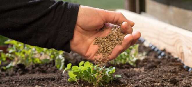 Что необходимо знать о подкормках растений, чтобы собрать богатый урожай