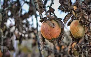 Спасаем сад от грибных болезней: разновидности заболеваний и методы лечения