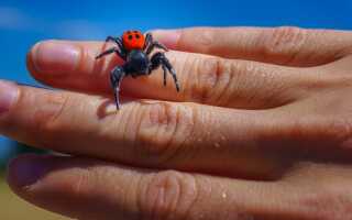 Этих пауков стоит опасаться: кто вас может больно укусить