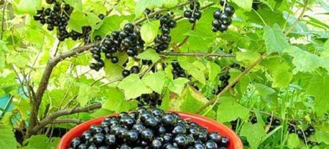 Когда можно пересаживать смородину осенью на новое место