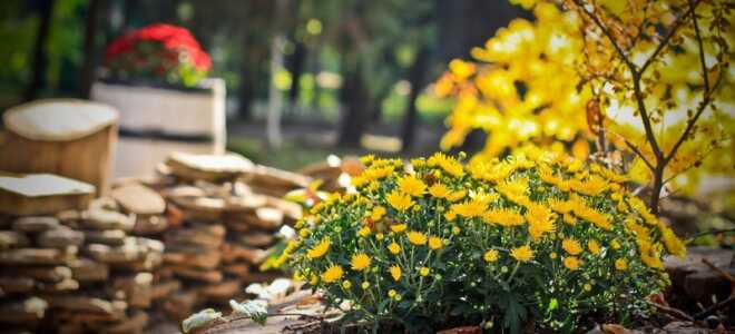 Осенние удобрения для сада и огорода: какой у них состав, инструкция по применению