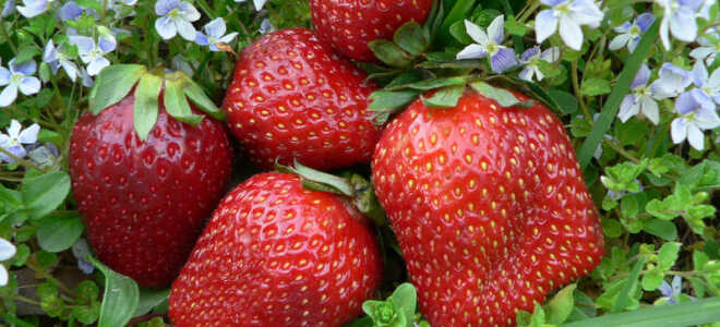 Клубника (земляника) Фестивальная: описание сорта, особенности ухода, отзывы, фото