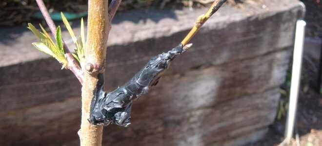 Прививка персика на сливу, как правильно провести, а также какими способами