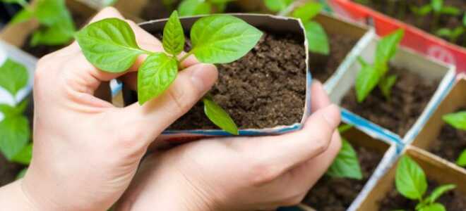 Лунный календарь садовода и огородника на февраль 2023