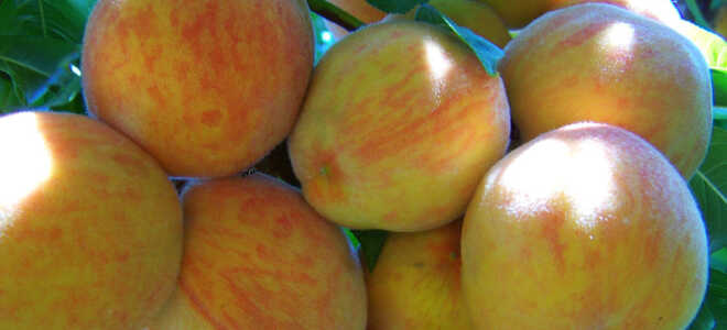Персик Гринсборо: описание сорта + фото, отзывы