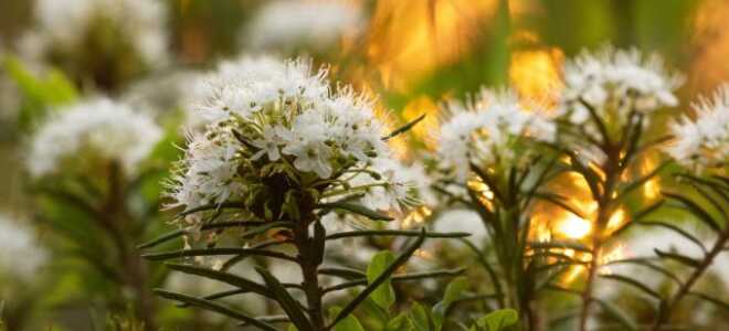 Багульник болотный — польза и вред в одном растении, как не ошибиться при использовании